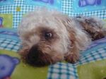 yorkino_sardegna1