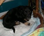 zorro1