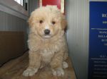 cuccioli_alitalia1