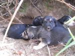 selvaggia_e_i_suoi_cuccioli1