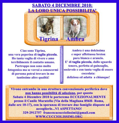 tigrinaambra_copia