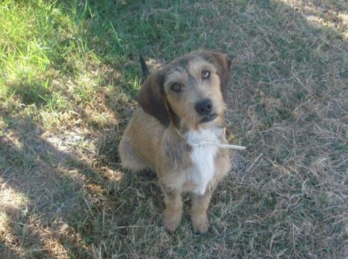 tobia1
