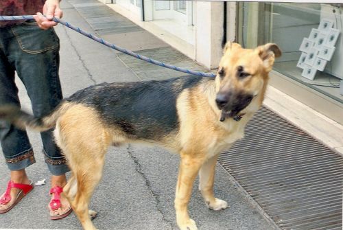tobia10