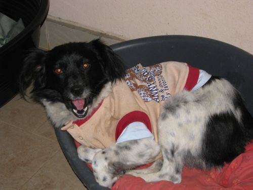 tobia3