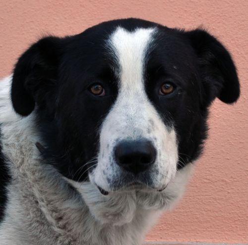 tobia5