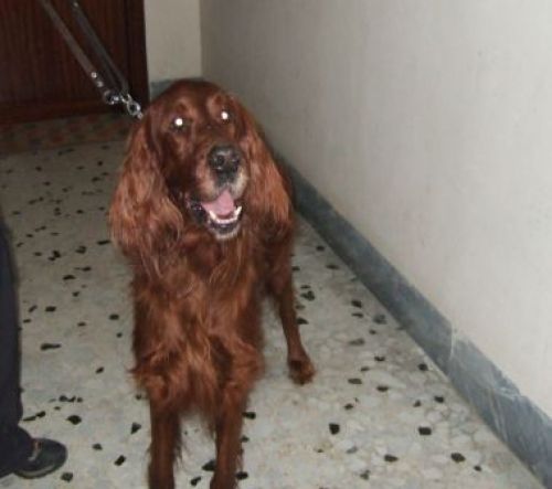 toby_copy