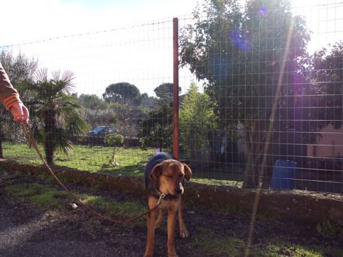 trovato_ariccia