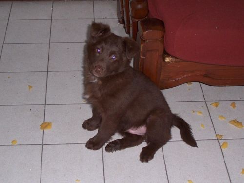 zeus_cucciolo