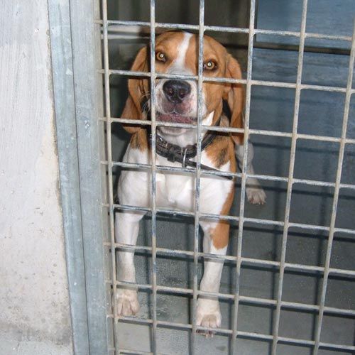 1369-11_beagle
