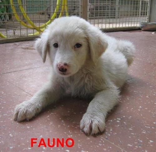 1_Fauno