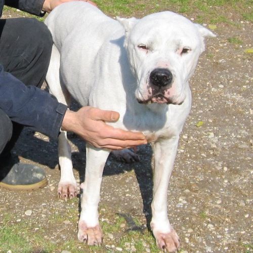 2109-11_DOGA