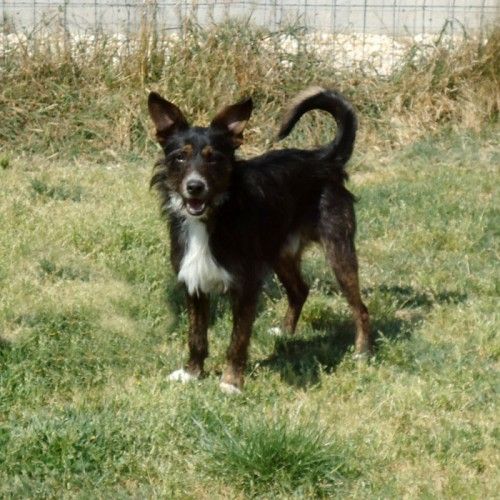 265-12_canile-muratella