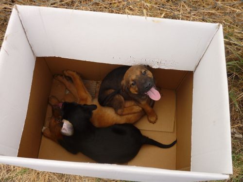 3_CUCCIOLI_entrati_19.07.2011