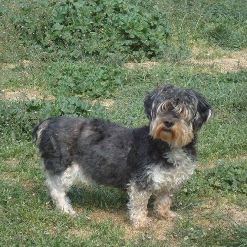 400-12_canile_muratella