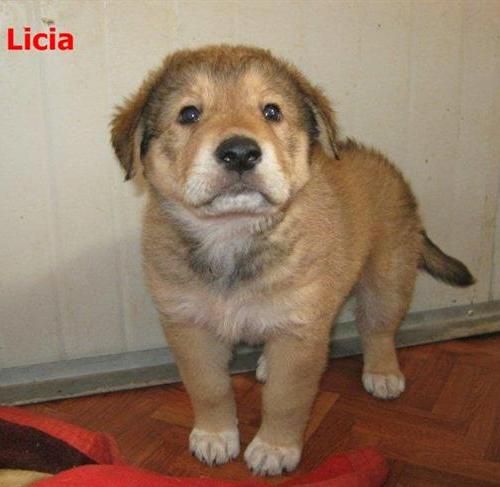 4_licia