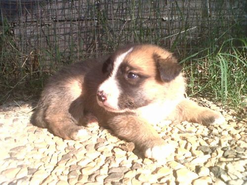 5cuccioli3