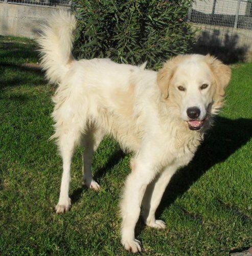 820-11_canile-muratella