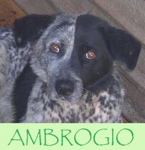 Ambrogio