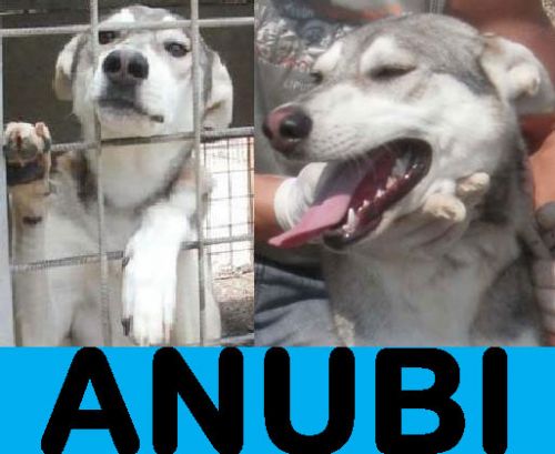 Anubi-1