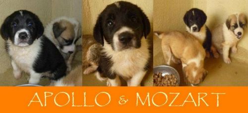 Apollo_e_mozart