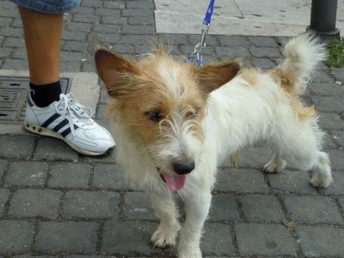 Argo_cucciolo