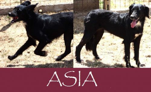 Asia_3