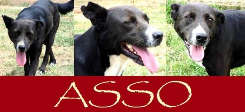 Asso