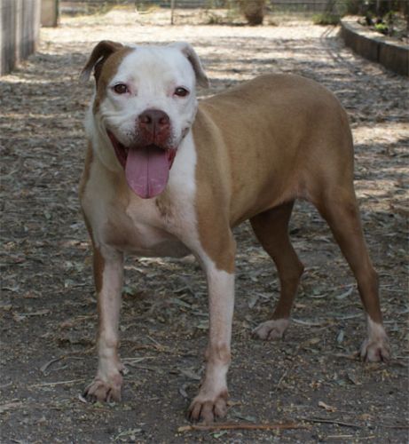 Baby_pit_excinodromo_1