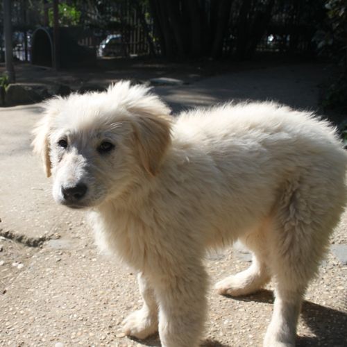 Bart_4_valle_dei_cuccioli