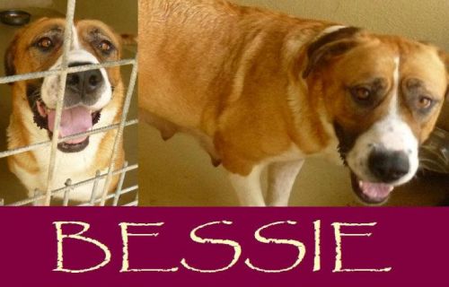 Bessie_2