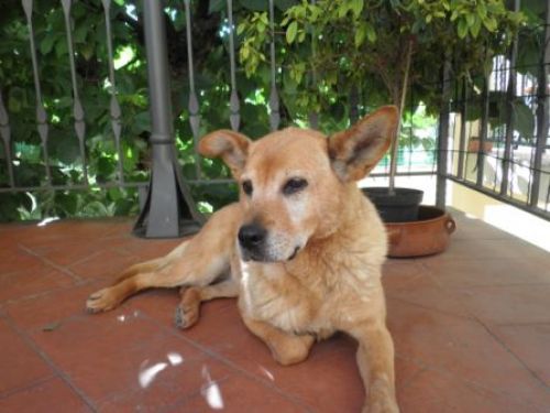 Chien