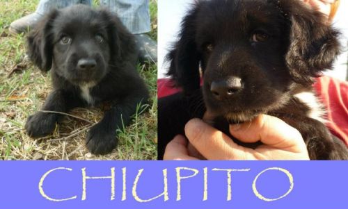 Chiupito