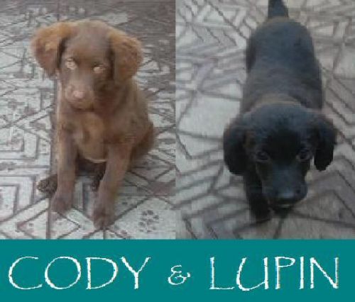 Cody_e_Lupin