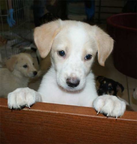 Cuccioli_di_Nocciola_10.8.2011_n._2