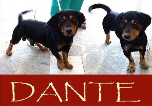 Dante_appello