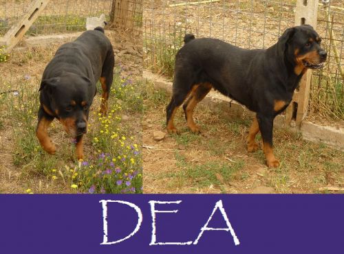Dea