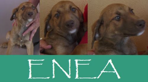 Enea