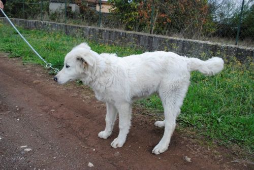 Fiocchetta