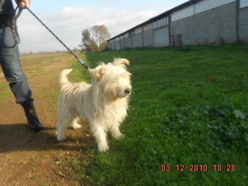Formaggino