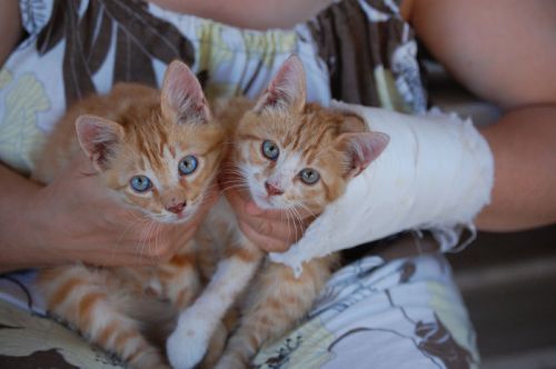 GingerPepito