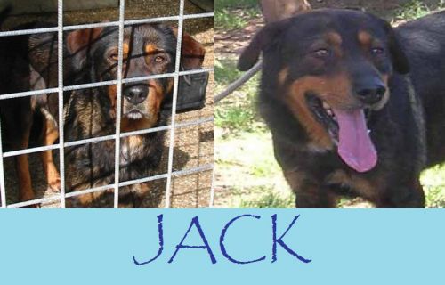 Jack_3