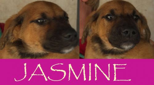 Jasmine
