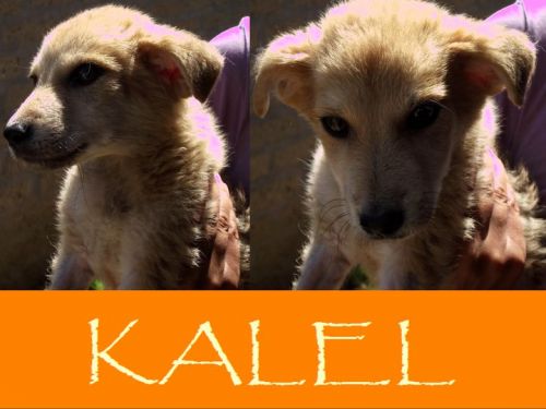 Kalel