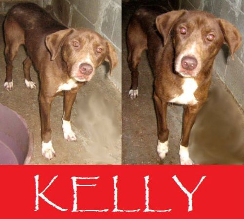 Kelly