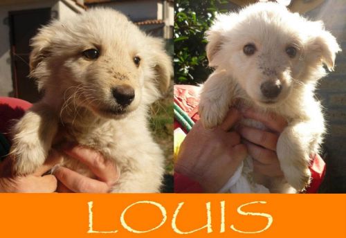 Louis