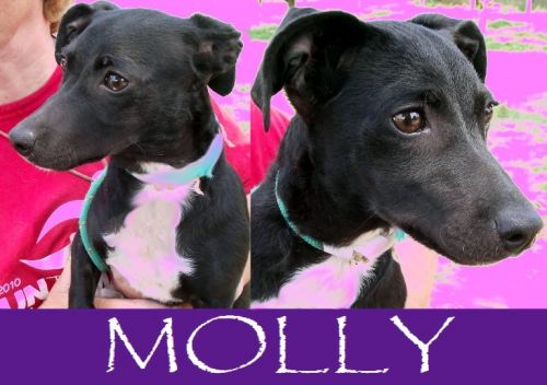 MOLLY
