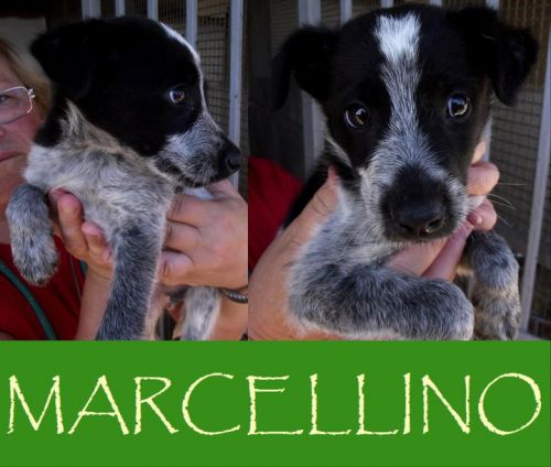 Marcellino