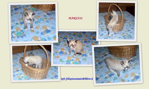 Marisol