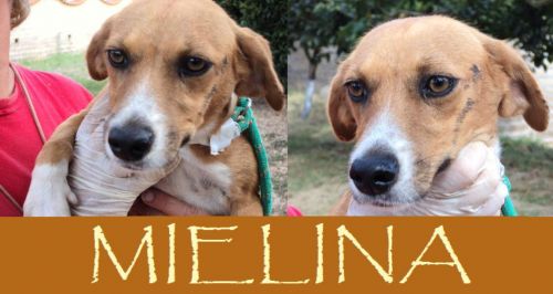 Mielina