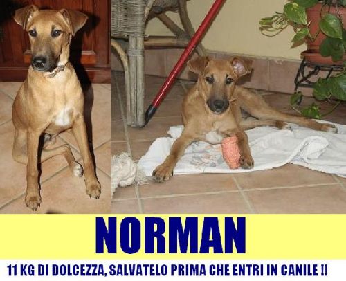 NORMAN